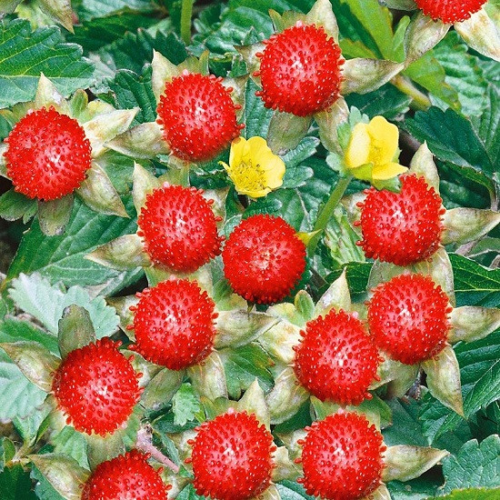 Duchesnea INDICA или Дюшенея Индийская (семена)