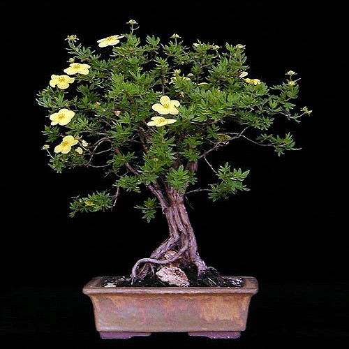 Potentilla FRUTICOSA или Курильский Чай (семена)