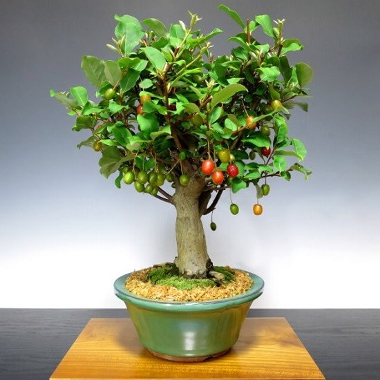 Elaeagnus MULTIFLORA или Лох Многоцветковый (семена)