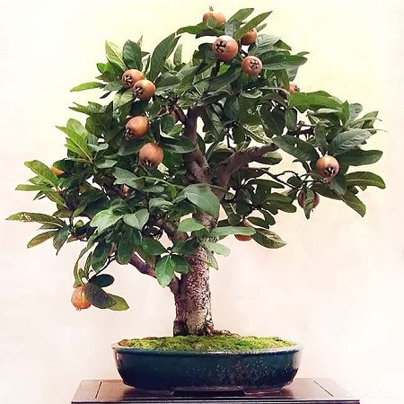 Mespilus GERMANICA или Мушмула Германская (семена)