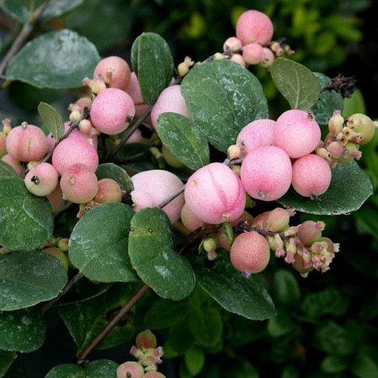 Symphoricarpos ORBICULATUS или Снежнеягодник Округлый (семена)