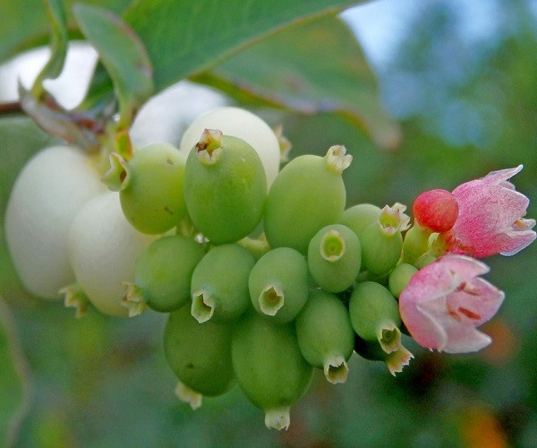 Symphoricarpos ALBUS или Снежнеягодник Белый (семена)