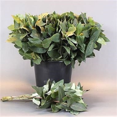 Eucalyptus ROBUSTA или Эвкалипт Робуста (семена)