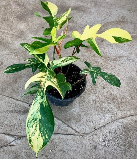 Филодендрон МЭЙДЖИК МАСК (растение)