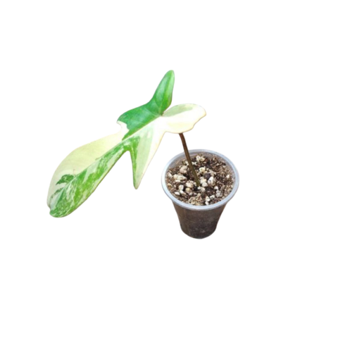 philodendron goeldii fun bun Philodendron 'Fun Bun'  Easy-Care Tropical Houseplant