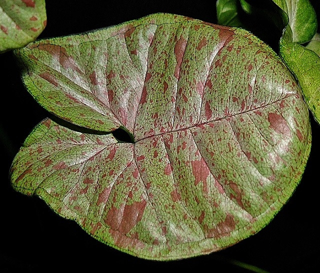 Сингониум CONFETTI (растение)