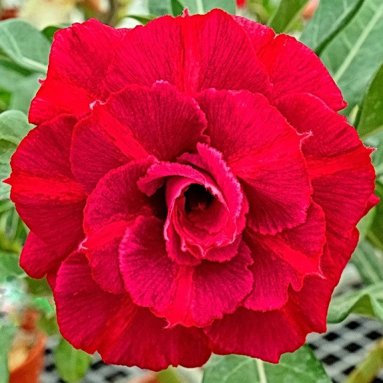 Adenium Obesum Triple Flower KO-148