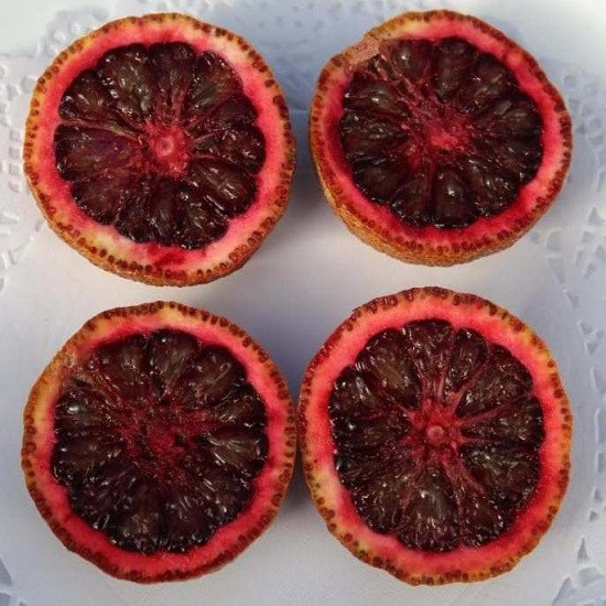 Клементин АМОА 8 (растение)