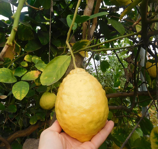 Лимон ИРКУТСКИЙ КРУПНОПЛОДНЫЙ (растение)