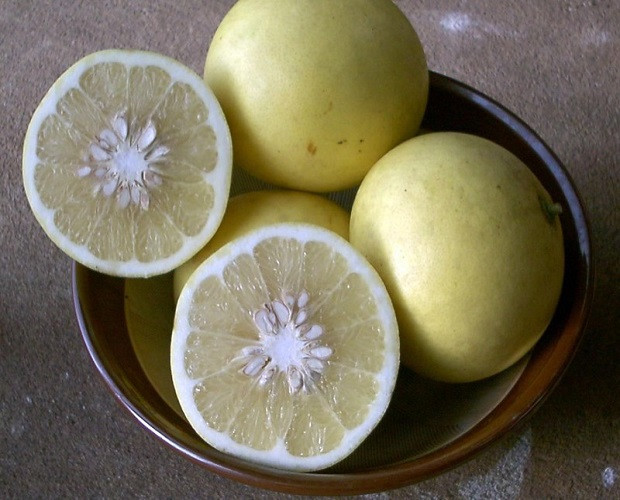 Грейпфрут ДУНКАН (растение)