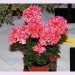 Пеларгония ANNSBROOK PEACHES (растение)