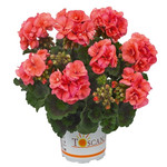 Пеларгония TOSCANA EMMA (растение)