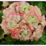 Пеларгония APPLE BLOSSOM ROSEBUD (растение)