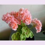 Пеларгония MONSALDALE (растение)