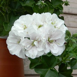 Пеларгония ICE ROSE (растение)