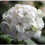 Пеларгония MADAM RECAMIER (растение)