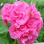Пеларгония BLOMKRUKAN SIGRID (растение)