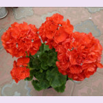 Пеларгония AINSDALE DUKE (растение)