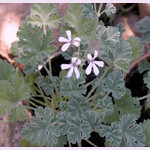 Пеларгония FRAGRANS ПОЛЫНЬ (растение)