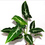 Сингониум WENDLANDII LONG LEAF (растение)