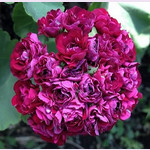 Пеларгония MONSERUDS ROSEN (растение)
