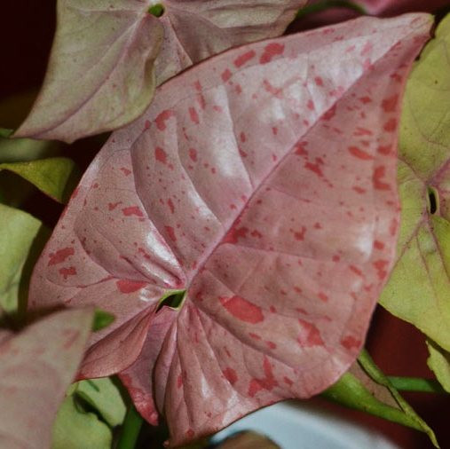 Сингониум PINK SPOT (растение)