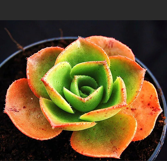 Aeonium NOBILE или Эониум Благородный (растение)