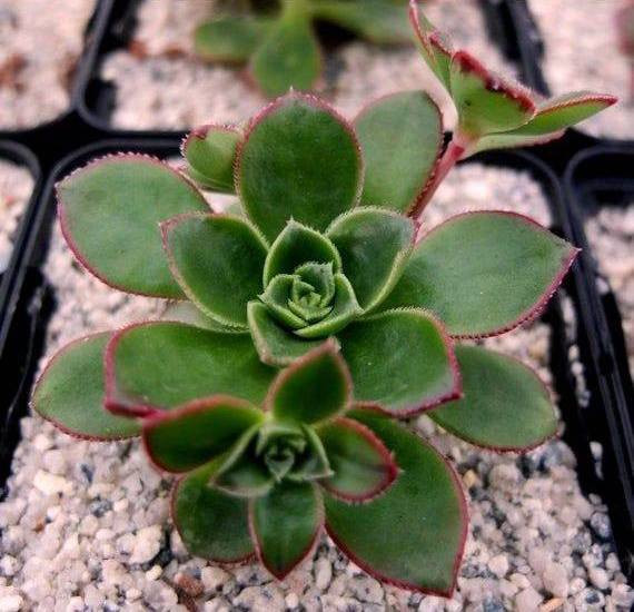 Aeonium VOLKERI или Эониум Волкери (растение)
