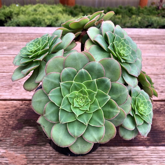 Aeonium SUBPLANUM или Эониум Субпланум (растение)
