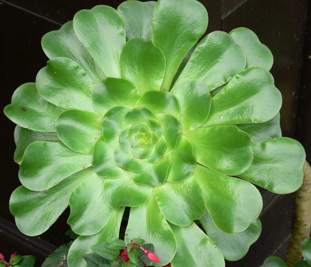 Aeonium UNDULATUM или Эониум Волнистый (растение)
