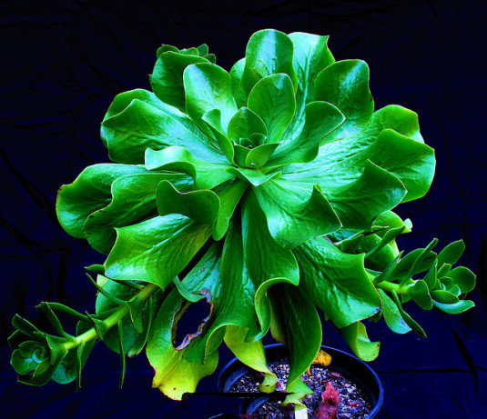 Aeonium GLUTINOSUM или Эониум Клейкий (семена)