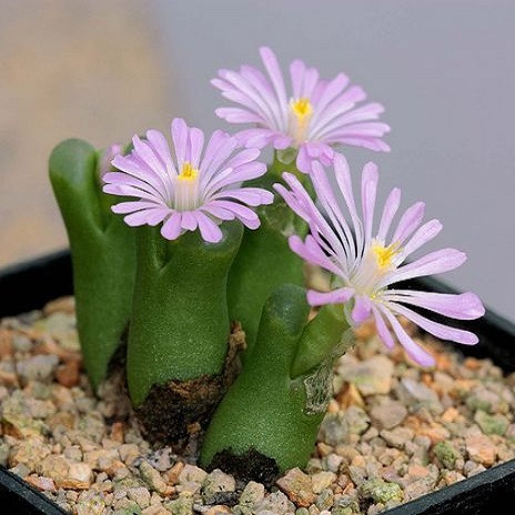 Conophytum PUBESCENS или Конофитум Опушенный (растение)
