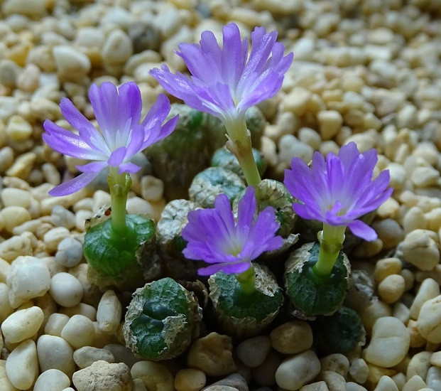 Conophytum ECTYPUM ssp BROWNII или Конофитум Выпуклый (растение)