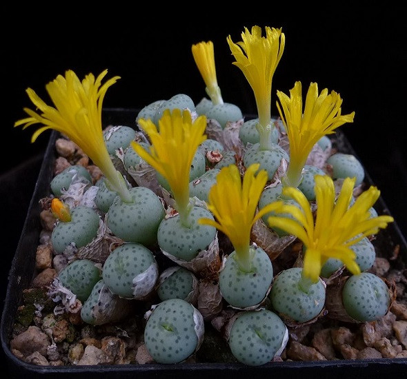 Conophytum FLAVUM ssp NOVICIUM или Конофитум Желтый (растение)