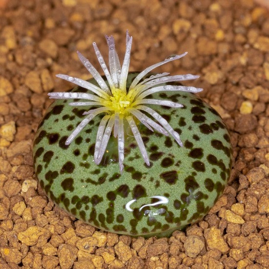 Conophytum OBCORDELLUM ssp URSPRUNGIANUM или Конофитум Обкордиллум (растение)