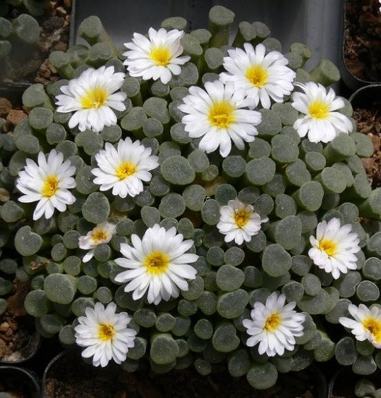 Frithia HUMILIS var. MINIMA или Фрития Низкая (растение)