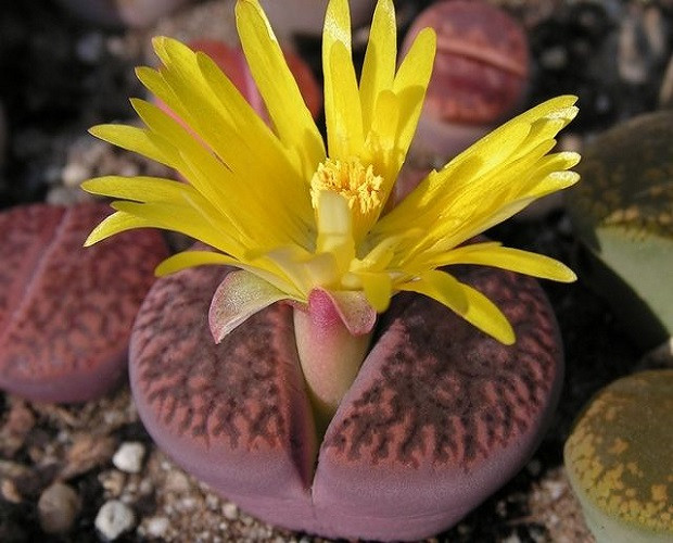 Lithops BROMFIELDII var GLAUDINAE 