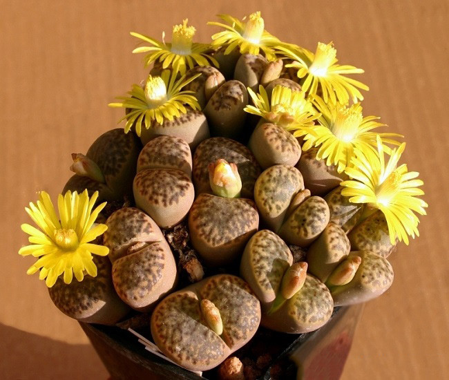Lithops BROMFIELDII var INSULARIS или Литопс Бромфилда (семена)