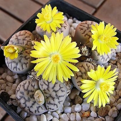 Lithops BROMFIELDII var MENNELLII или Литопс Бромфилда (семена)