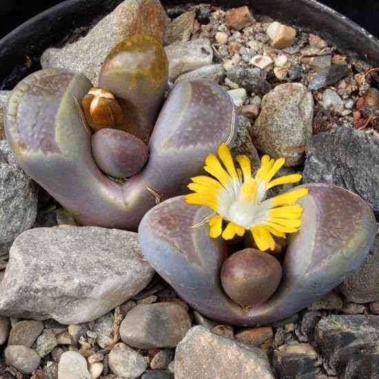 Lithops COMPTONII var WEBERI или Литопс Комптона (семена)