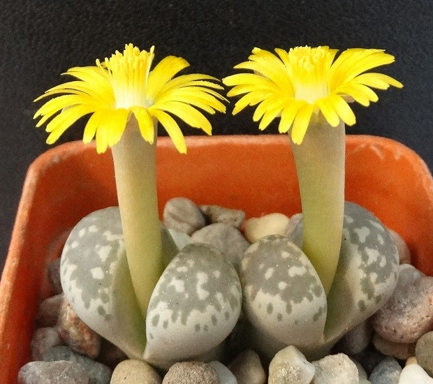 Lithops HERMETICA или Литопс Герметика (семена)
