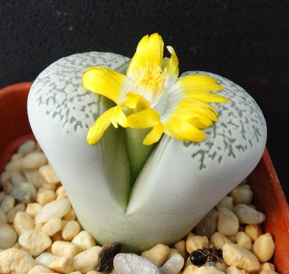 Lithops HERREI или Литопс Герра (семена)