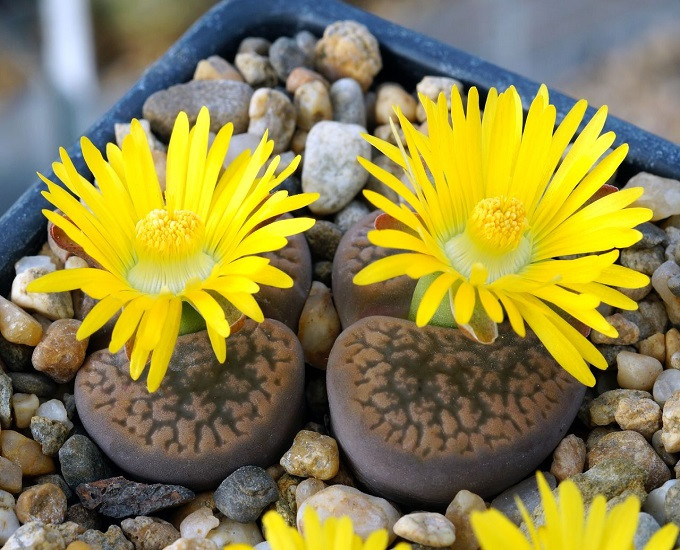 Lithops HOOKERI var MARGINATA или Литопс Хукера (семена)