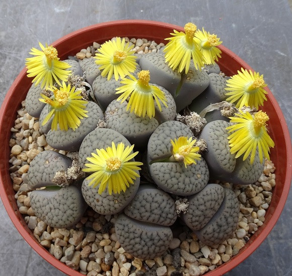 Lithops HOOKERI var SUSANNAE или Литопс Хукера (семена)