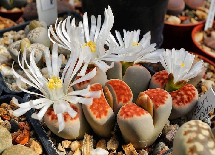 Lithops KARASMONTANA var LATERITIA или Литопс Карасмонтана (семена)