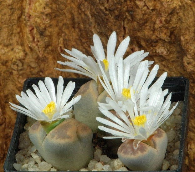 Lithops