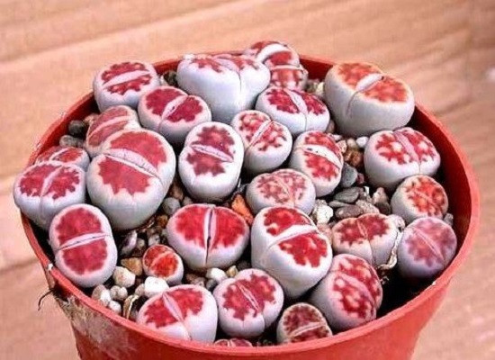 Lithops