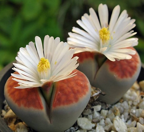 Lithops