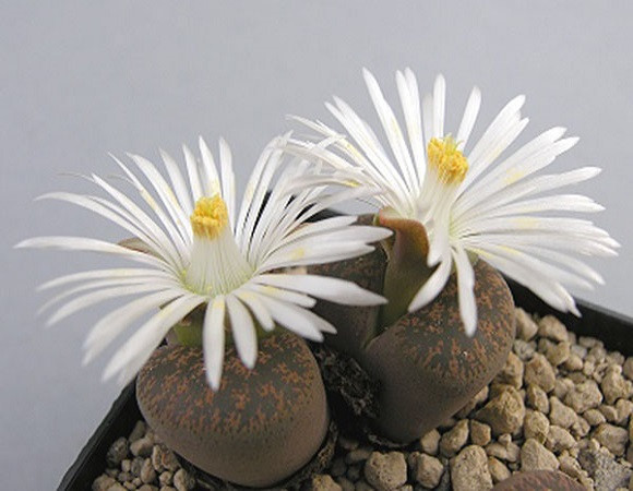 Lithops