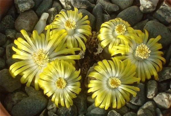 Lithops